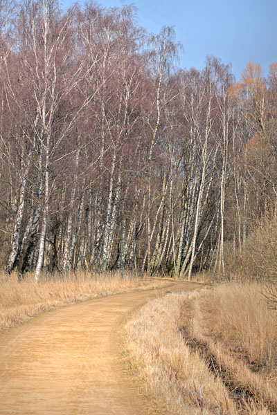 Vortebirk, Betula pendula. Pinseskoven, Amager d. 24 marts 2025. Fotograf; Lars Andersen