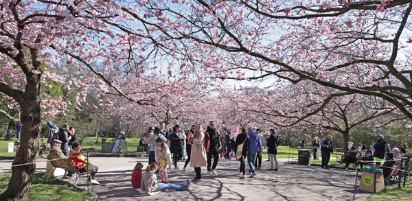 Japansk Kirsebær, Prunus serrulata. Bispebjerg Kirkegaard, København d. 5 april 2025. Fotograf: Lars Andersen