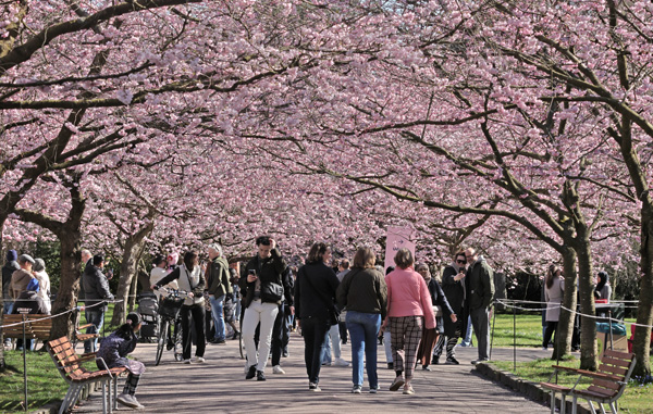 Japansk Kirsebær, Prunus serrulata. Bispebjerg Kirkegaard, København d. 5 april 2025. Fotograf: Lars Andersen