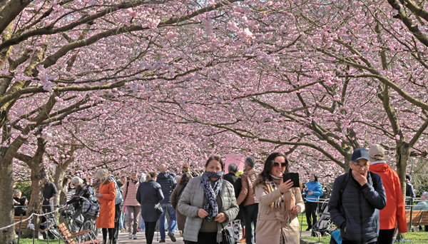 Japansk Kirsebær, Prunus serrulata. Bispebjerg Kirkegaard, København d. 5 april 2025. Fotograf: Lars Andersen