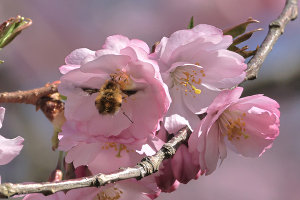 Humlebi. Japansk Kirsebær, Prunus serrulata. Bispebjerg Kirkegaard, København d. 5 april 2025. Fotograf: Lars Andersen