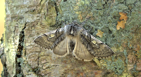 Gulhornet Uglespinder, Achlya flavicornis. Pinseskoven, Amager d. 24 marts 2025. Fotograf; Lars Andersen