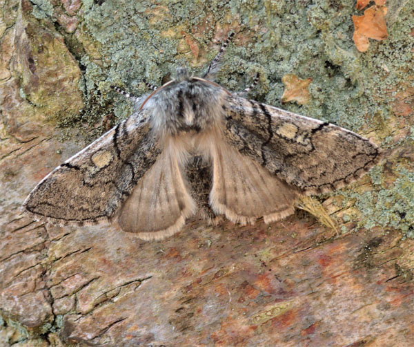 Gulhornet Uglespinder, Achlya flavicornis. Pinseskoven, Amager d. 24 marts 2025. Fotograf; Lars Andersen