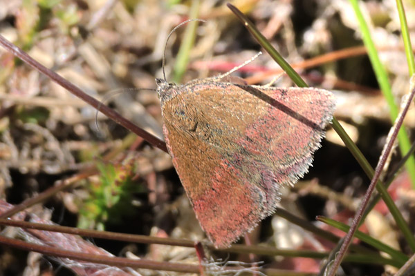 Grn Mlugle, Phytometra viridaria. Heatherhill, Nordsjlland d. 13 Maj 2025. Fotograf; Lars Andersen