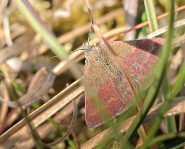 Grn Mlugle, Phytometra viridaria. Heatherhill, Nordsjlland d. 13 Maj 2025. Fotograf; Lars Andersen