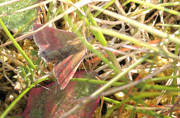 Grn Mlugle, Phytometra viridaria. Heatherhill, Nordsjlland d. 13 Maj 2025. Fotograf; Lars Andersen