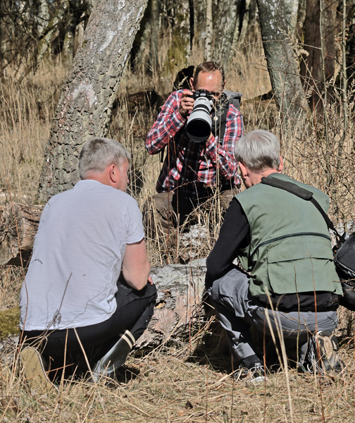 Srgekbe parring. Pinseskoven, Amager d. 2 april 2025. Fotograf: Lars Andersen. Tillykke med den fundne srgekbe parring observation af Tomas Larsen! 