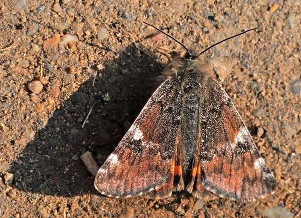 Birkedagmler, (Archiearis parthenias). Asserbo Plantage, Nordsjlland d. 11 April 2009. Fotograf: Lars Andersen