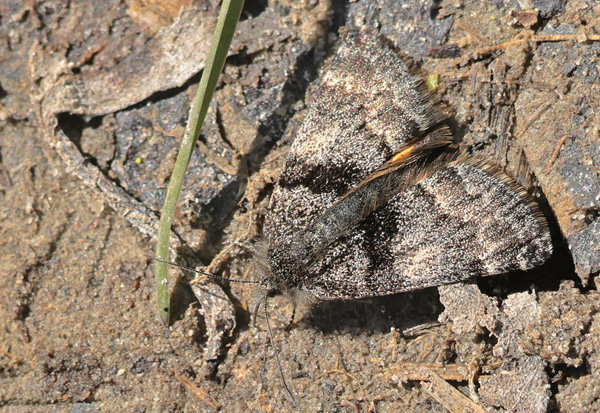 Poppeldagmler, Boudinotiana notha hun. Pinseskoven, Vestamager, Kalvebod Flled d. 3 april 2025. Fotograf; Lars Andersen
