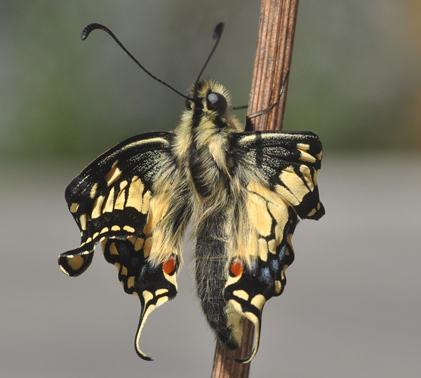 Svalehale, Papilio machaon. Balkalund syd for Nex p Bornholm d. 20 maj 2025. Fotograf: Michael Stoltze.