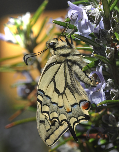Svalehale, Papilio machaon. Balkalund syd for Nex p Bornholm d. 20 maj 2025. Fotograf: Michael Stoltze.