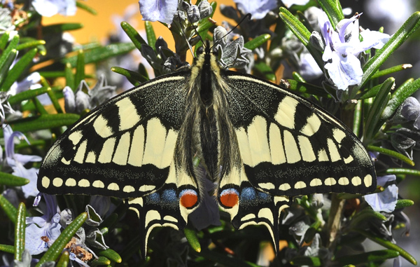 Svalehale, Papilio machaon. Balkalund syd for Nex p Bornholm d. 20 maj 2025. Fotograf: Michael Stoltze.