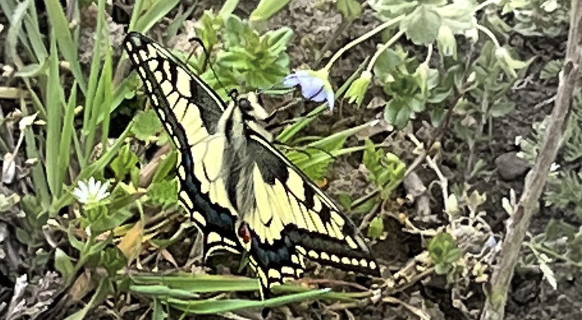 Svalehale, Papilio machaon. Sholt, Lolland, Danmark d. 22 april 2025. Fotograf: Hans Henrik Bruun.