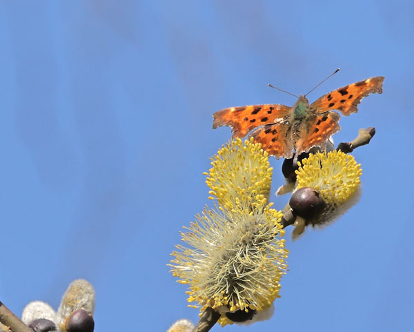 Det Hvide C, Polygonia c-album på blomstrende Selje-Pil, .Salix capraea oppe i toppen af raklerne i ca. 10 m. højde. Pinseskoven, Amager d. 24 marts 2025. Fotograf; Lars Andersen