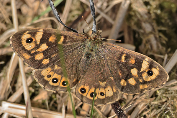Skovrandøje, Pararge aegeria ssp. tircis (Godart, 1821) han. Strandengen, Amager Fælled, Amager d. 9 april 2025. Fotograf: Lars Andersen