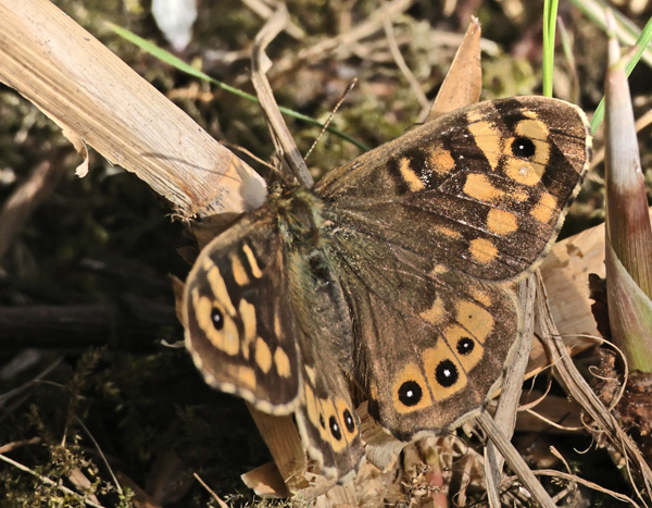 Skovrandøje, Pararge aegeria ssp. tircis (Godart, 1821) han. Strandengen, Amager Fælled, Amager d. 9 april 2025. Fotograf: Lars Andersen