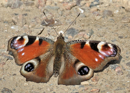 Dagpfugleje, Aglais io (Linnaeus, 1758). Amager Flled, Amager d. 13 april 2025. Fotograf; Lars Andersen