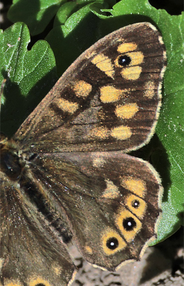 Skovrandøje, Pararge aegeria ssp. tircis (Godart, 1821) han.
