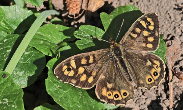 Skovrandøje, Pararge aegeria ssp. tircis (Godart, 1821) han.