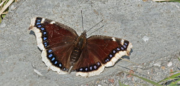 Srgekbe, Nymphalis antiopa (Linnaeus, 1758) hun. Skovvej/Collins All, Kongelunden, Amager d. 17 april 2025. Fotograf: Lars Andersen