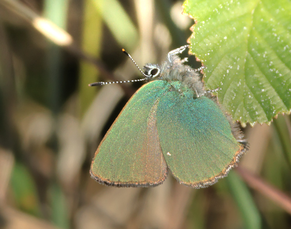 Grøn Busksommerfugl, Callophrys rubi. Lyngby Åmose, Nordsjælland d. 27 april 2025. Fotograf; Sif Larsen