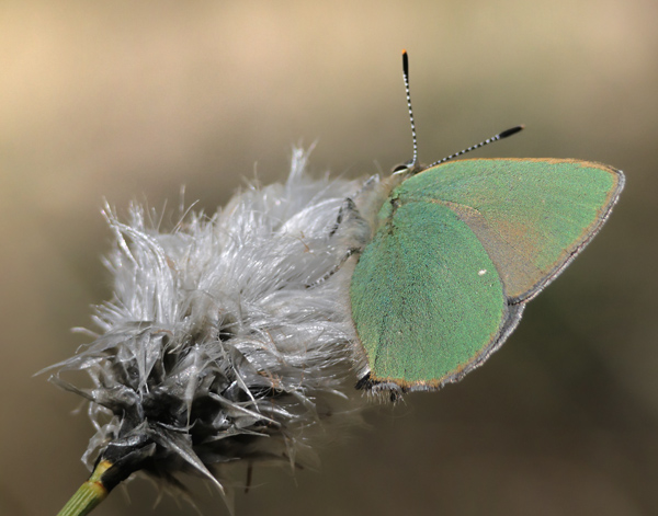Grøn Busksommerfugl, Callophrys rubi. Lyngby Åmose, Nordsjælland d. 27 april 2025. Fotograf; Sif Larsen