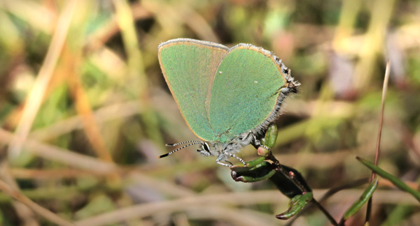 Grøn Busksommerfugl, Callophrys rubi. Lyngby Åmose, Nordsjælland d. 27 april 2025. Fotograf; Sif Larsen