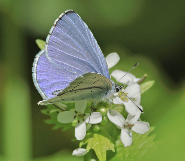 Skovblfugl, Celastrina argiolus, (Linnaeus, 1758) han. Lyngby mose, Nordsjlland d. 27 april 2025. Fotograf; Lars Andersen