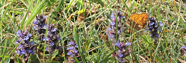 Rdlig Perlemorsommerfugl, Boloria euphrosyne (Linnaeus, 1758) han p Krybende Lbels, Ajuga reptans. Store Bgeskov v. Gyrstinge S, Sjlland, d. 29.04.2025. Fotograf: Lars Andersen
