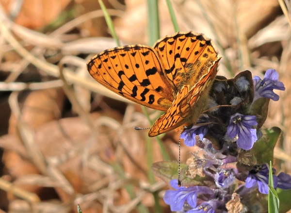 Rdlig Perlemorsommerfugl, Boloria euphrosyne (Linnaeus, 1758) han p Krybende Lbels, Ajuga reptans. Store Bgeskov v. Gyrstinge S, Sjlland, d. 29.04.2025. Fotograf: Lars Andersen