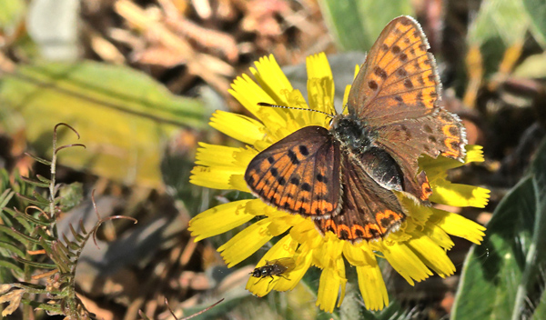 Sort Ildfugl, Lycaena tityrus (Poda, 1761) slidt hun . Bt Dige, Falster, Danmark d. 20 maj 2025. Fotograf: Lars Andersen