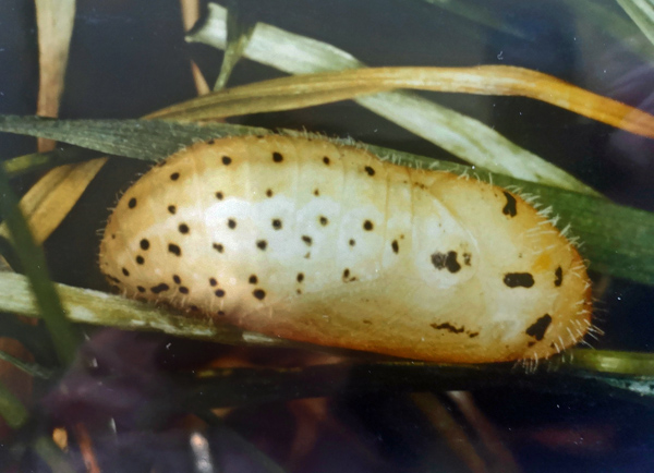 Violetrandet Ildfugl, Lycaena hippothoe (Linnaeus, 1761) larve og puppe. Allerd mose, Nordsjlland, Danmark Efterret 1987. Fotograf: Steffen Johansen