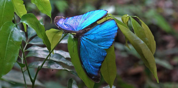 Menelaus Blue Morpho, Morpho menelaus ssp. eberti (Weber, 1963). butterfliesofamerica.com. Mata de Caets, Vargem Alta. Esprito Santa, Brazil Nov. 2024. Photographer: Erling Krabbe
