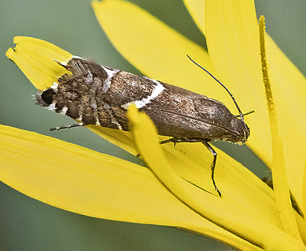 Glyphipterix haworthana. Lyngby mose, Lyngby-Taarbk, Hovedstaden d. 25. april 2025. Fotograf: Knud Ellegaard