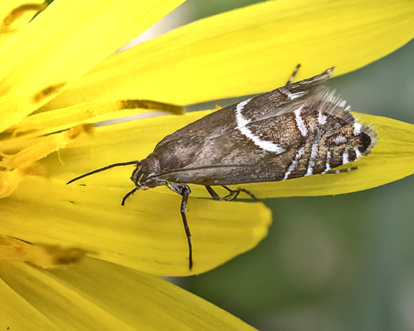 Glyphipterix haworthana. Lyngby mose, Lyngby-Taarbk, Hovedstaden d. 25. april 2025. Fotograf: Knud Ellegaard