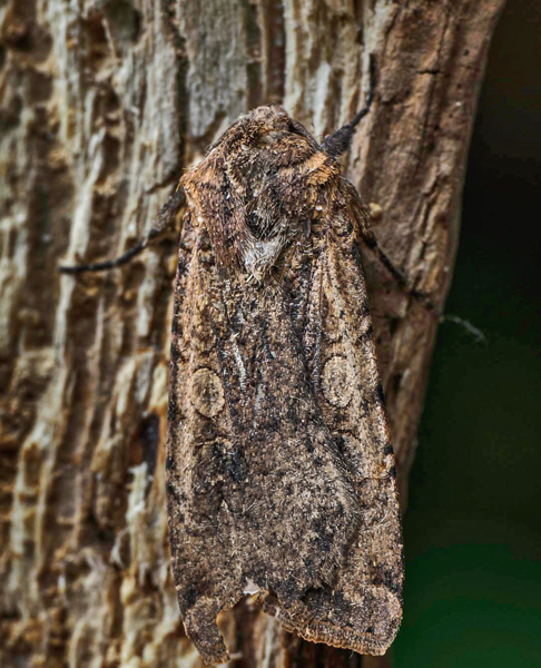 Sret Ugle, Peridroma saucia. Helsingr, Nordsjlland d. 26 maj 2025.Fotograf: Kasper Nyberg