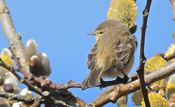 Seljepil, Salix caprea og gransanger, Phylloscopus collybita. Amager Fælled, Amager d. 21 marts 2025. Fotograf; Lars Andersen