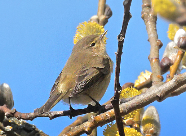 Seljepil, Salix caprea og gransanger, Phylloscopus collybita. Amager Fælled, Amager d. 21 marts 2025. Fotograf; Lars Andersen