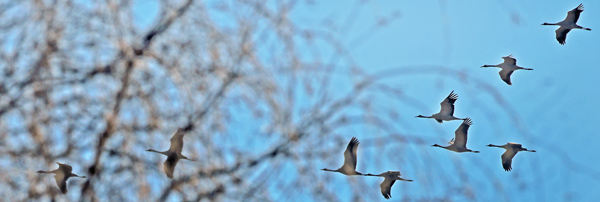 Trane, Grus grus ( Linnaeus, 1758). Amager Flled, Amager, Danmark kl; 13:37 d. 22 marts 2025. Fotograf; Lars Andersen