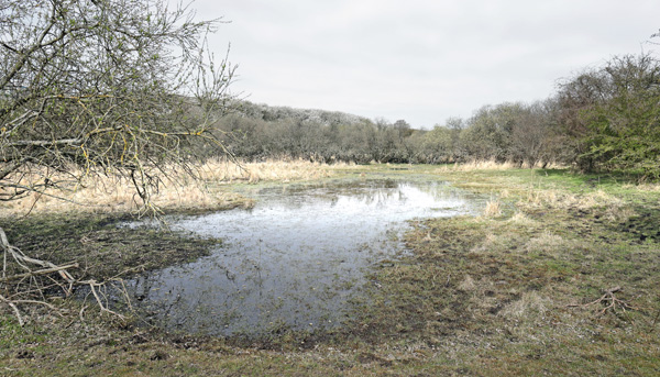 Lokalitet for Skovrandøje, Pararge aegeria ssp. tircis (Godart, 1821) han. Strandengen, Amager Fælled, Amager d. 9 april 2025. Fotograf: Lars Andersen