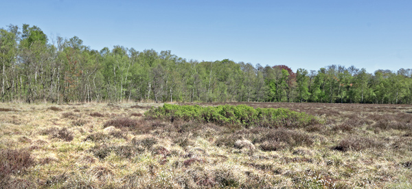 Lokalitet med mosebøllekrat. Lyngby Åmose, Nordsjælland d. 27 april 2025. Fotograf; Lars Andersen