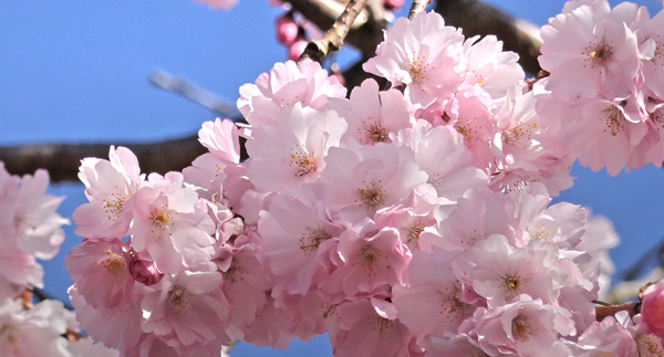Humlebi. Japansk Kirsebær, Prunus serrulata. Bispebjerg Kirkegaard, København d. 5 april 2025. Fotograf: Lars Andersen