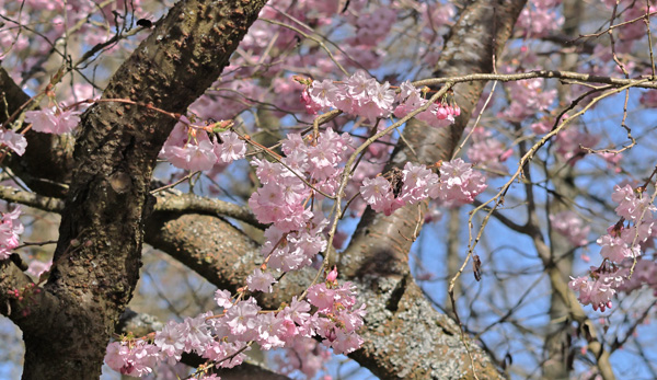 Humlebi. Japansk Kirsebær, Prunus serrulata. Bispebjerg Kirkegaard, København d. 5 april 2025. Fotograf: Lars Andersen