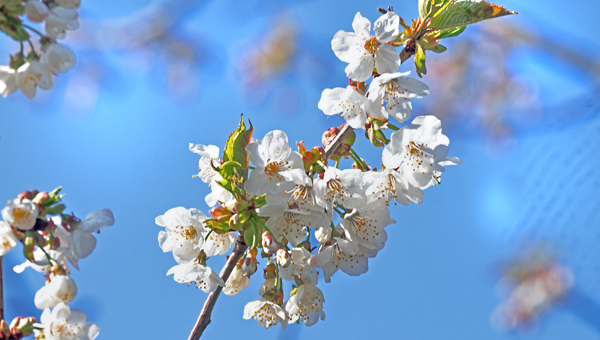 Sdkirsebr, Prunus avium. Fra en nedlagt kirsebrplantage der er groet i skov. Militrvej, Kongelunden, Amager d. 17 april 2025. Fotograf: Lars Andersen