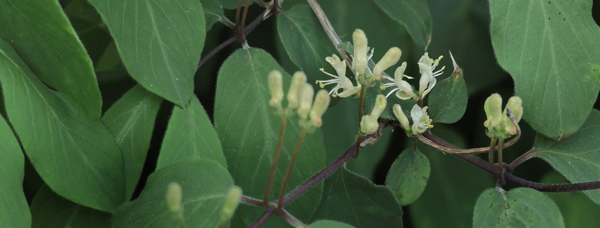 Dunet Gedeblad, Lonicera xylosterum i blomst. Flledparken, Kbenhavn d. 1. maj 2025. Fotograf: Lars Andersen