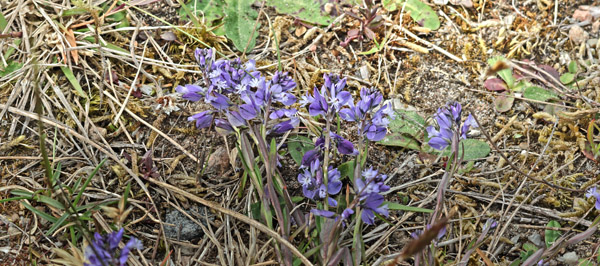 Almindelig Mælkeurt, Polygala vulgaris, Heatherhill, Nordsjælland d. 14 Maj 2025. Fotograf; Lars Andersen
