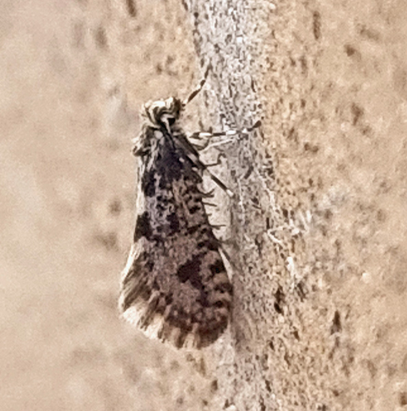Stor Grå Lavsæk, Bankesia conspurcatella (Zeller, 1850) male. Fra tunnellen under Charlottenlund Station, Nprdsjælland d. 20. marts 2025. Fotograf: Oskar Zytnik.