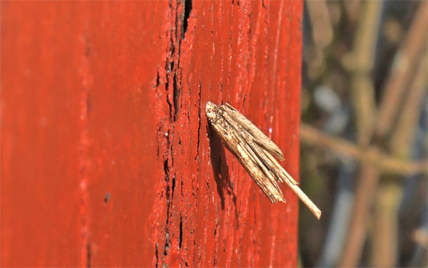 Røgfarvet Sækbærer, Psyche crassiorella (Bruand, 1851) larve m. sæk. Pinseskoven, Kalvebod Fælled, Danmark d. 8 marts 2025. Fotograf; Lars Andersen