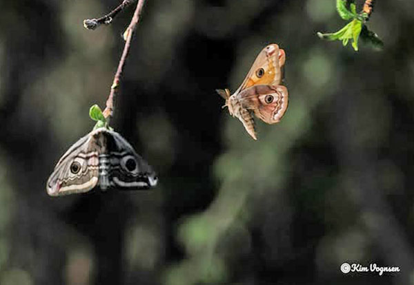 Lille Natpfugleje, Saturnia pavonia (Linnaeus, 1758) hun & han. Rosengrd S, Ringsted, Sjlland d. 9 april 2025, Fotograf: Kim Fjellerad Vognsen