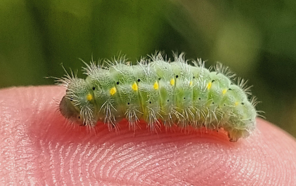 Lille Køllesværmer, Zygaena viciae. Amager Fælled, Amager d. 3 juni 2025. Fotograf; Oskar Zytnik
